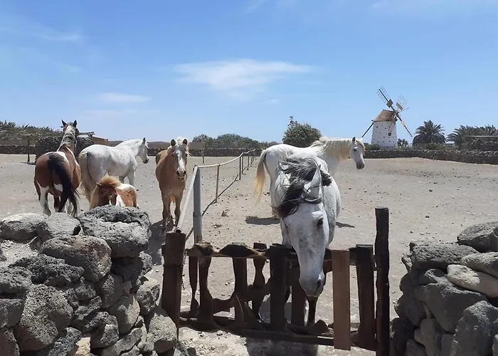 Alaia Tiny House Between Volcanoes And Beach Breaks 酒店 Cotillo